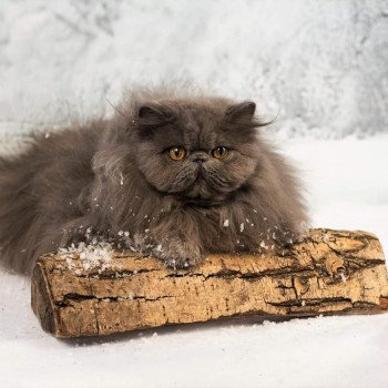 chat Persan blue Apollon Chatterie des Anges de Dior chat Persan blue Apollon Chatterie des Anges de Dior