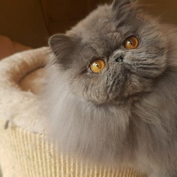 chat Persan blue Apollon Chatterie des Anges de Dior chat Persan blue Apollon Chatterie des Anges de Dior