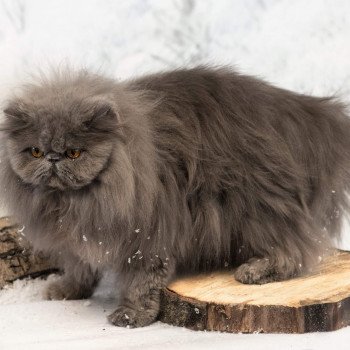chat Persan blue Apollon Chatterie des Anges de Dior chat Persan blue Apollon Chatterie des Anges de Dior