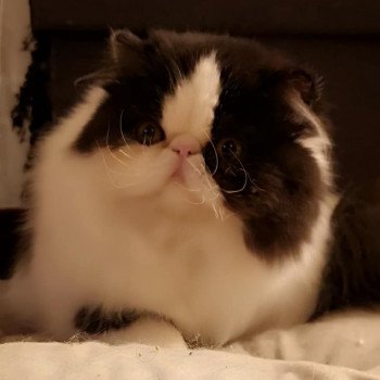 chat Persan black & blanc Rhéa Chatterie des Anges de Dior