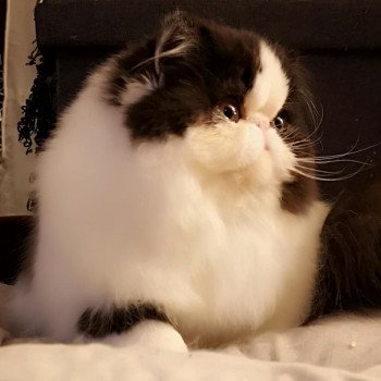 chat Persan black & blanc Rhéa Chatterie des Anges de Dior