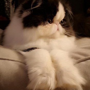 chat Persan black & blanc Rhéa Chatterie des Anges de Dior