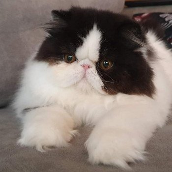 chat Persan black & blanc Rhéa Chatterie des Anges de Dior