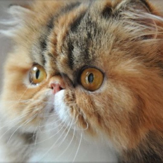 lolita